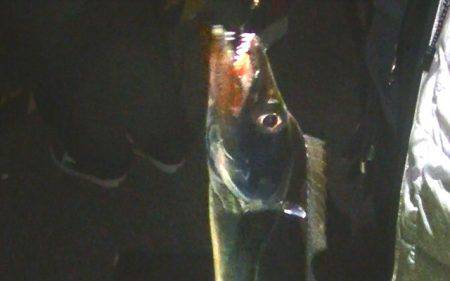 焼津港は太刀魚！カマスも好調